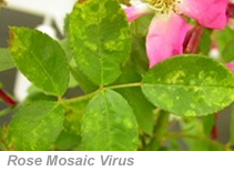 Rose Virus